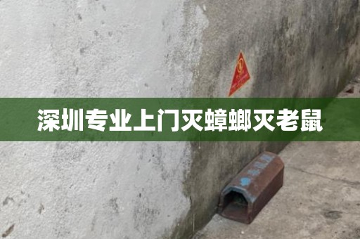 深圳专业上门灭蟑螂灭老鼠