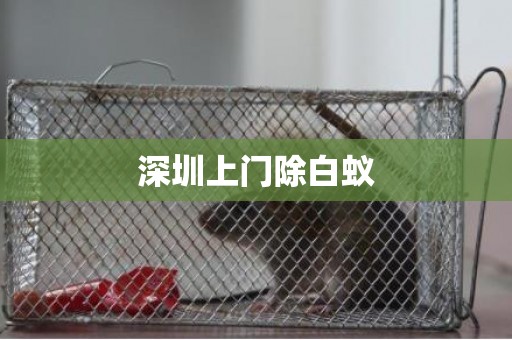深圳上门除白蚁