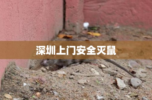 深圳上门安全灭鼠