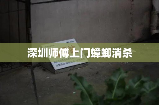 深圳师傅上门蟑螂消杀