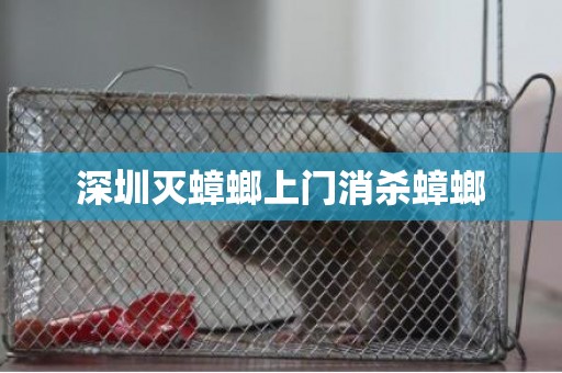 深圳灭蟑螂上门消杀蟑螂