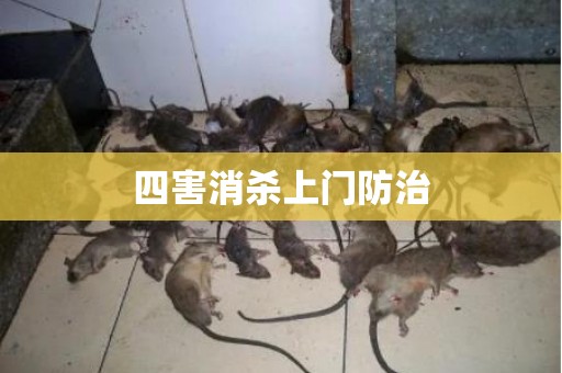 四害消杀上门防治