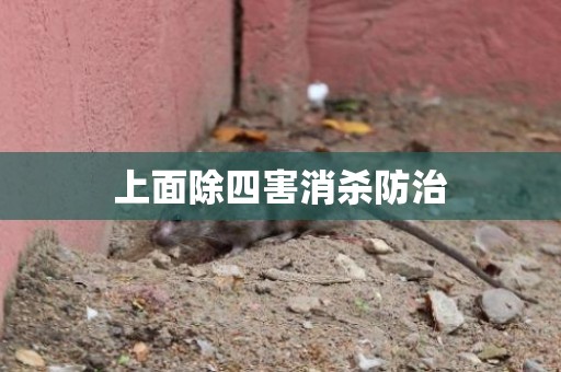 上面除四害消杀防治