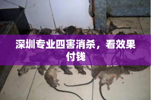 深圳专业四害消杀，看效果付钱