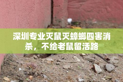 深圳专业灭鼠灭蟑螂四害消杀，不给老鼠留活路