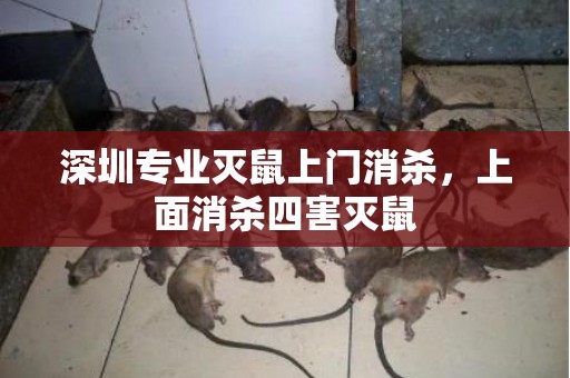 深圳专业灭鼠上门消杀，上面消杀四害灭鼠