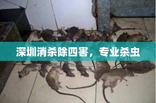 深圳消杀除四害，专业杀虫