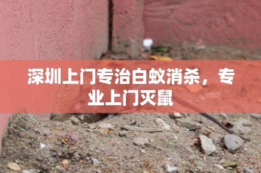 深圳上门专治白蚁消杀，专业上门灭鼠