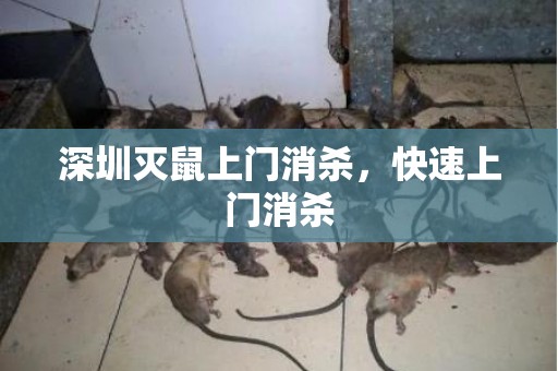 深圳灭鼠上门消杀，快速上门消杀