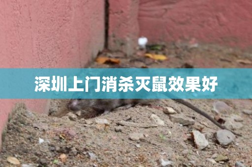 深圳上门消杀灭鼠效果好