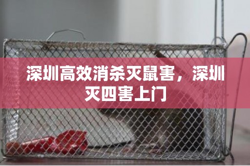深圳高效消杀灭鼠害，深圳灭四害上门