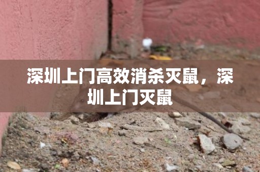 深圳上门高效消杀灭鼠，深圳上门灭鼠