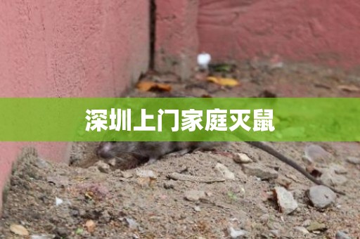 深圳上门家庭灭鼠
